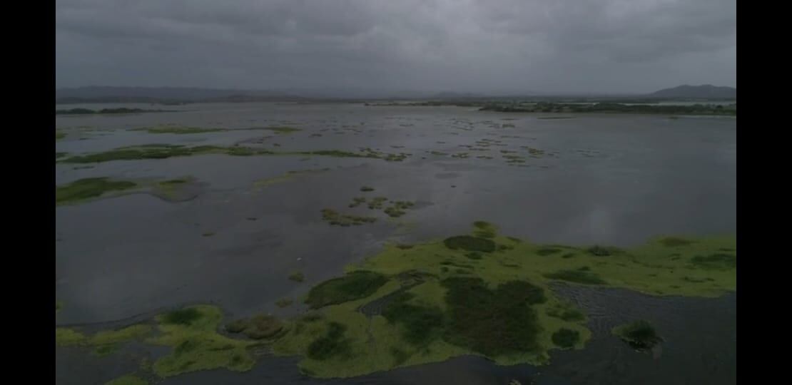 Plantas acuáticas vienen deteriorando ecosistema de la Ciénaga del Totumo
