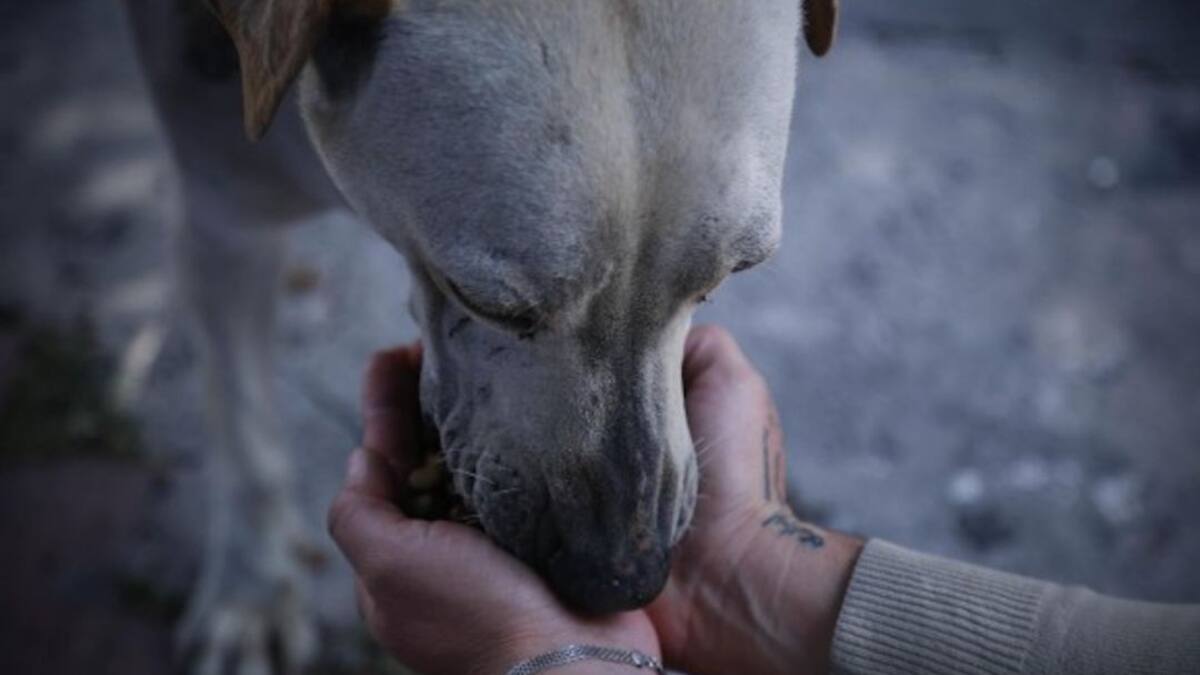 Intento de robo a una vivienda terminó en maltrato animal