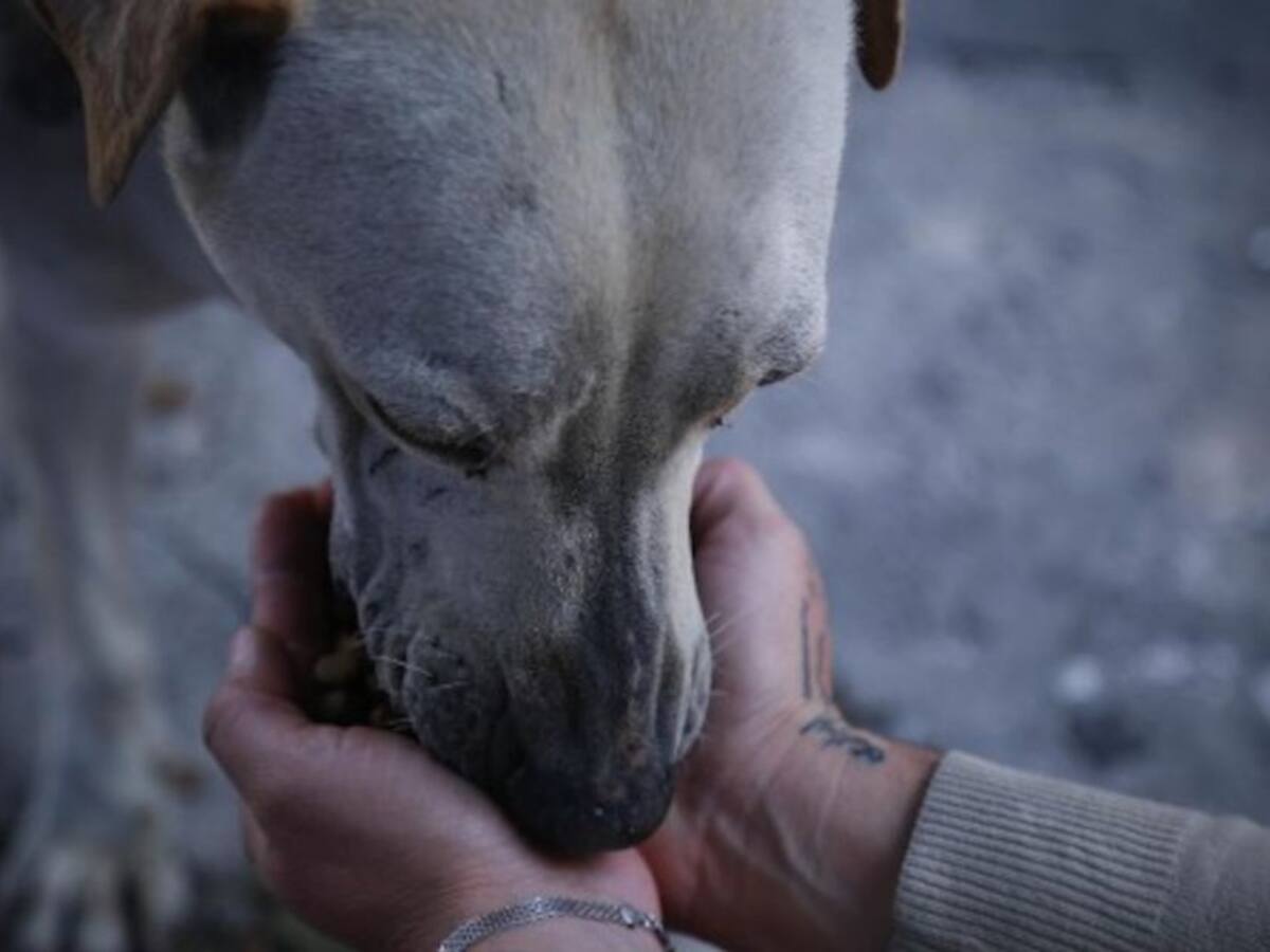 Intento de robo a una vivienda terminó en maltrato animal