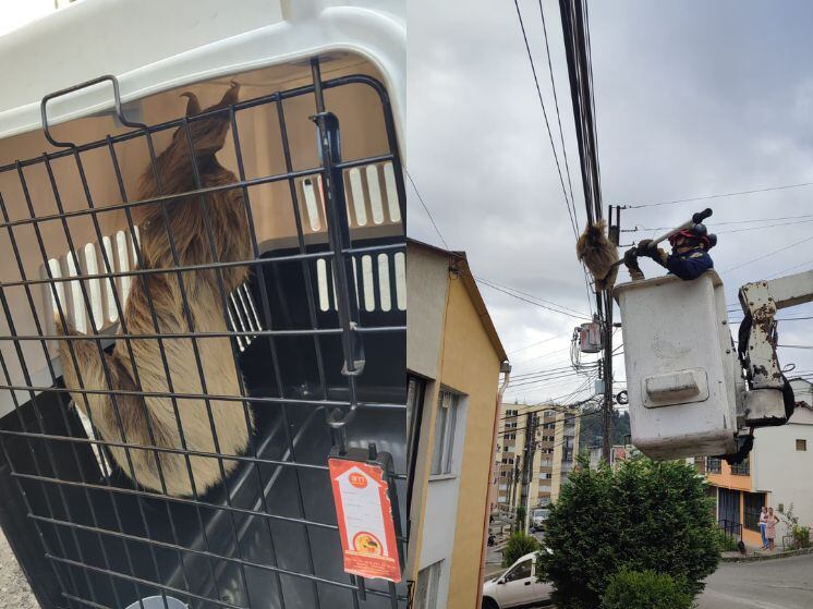 Rescate del oso perezoso en un barrio de Manizales