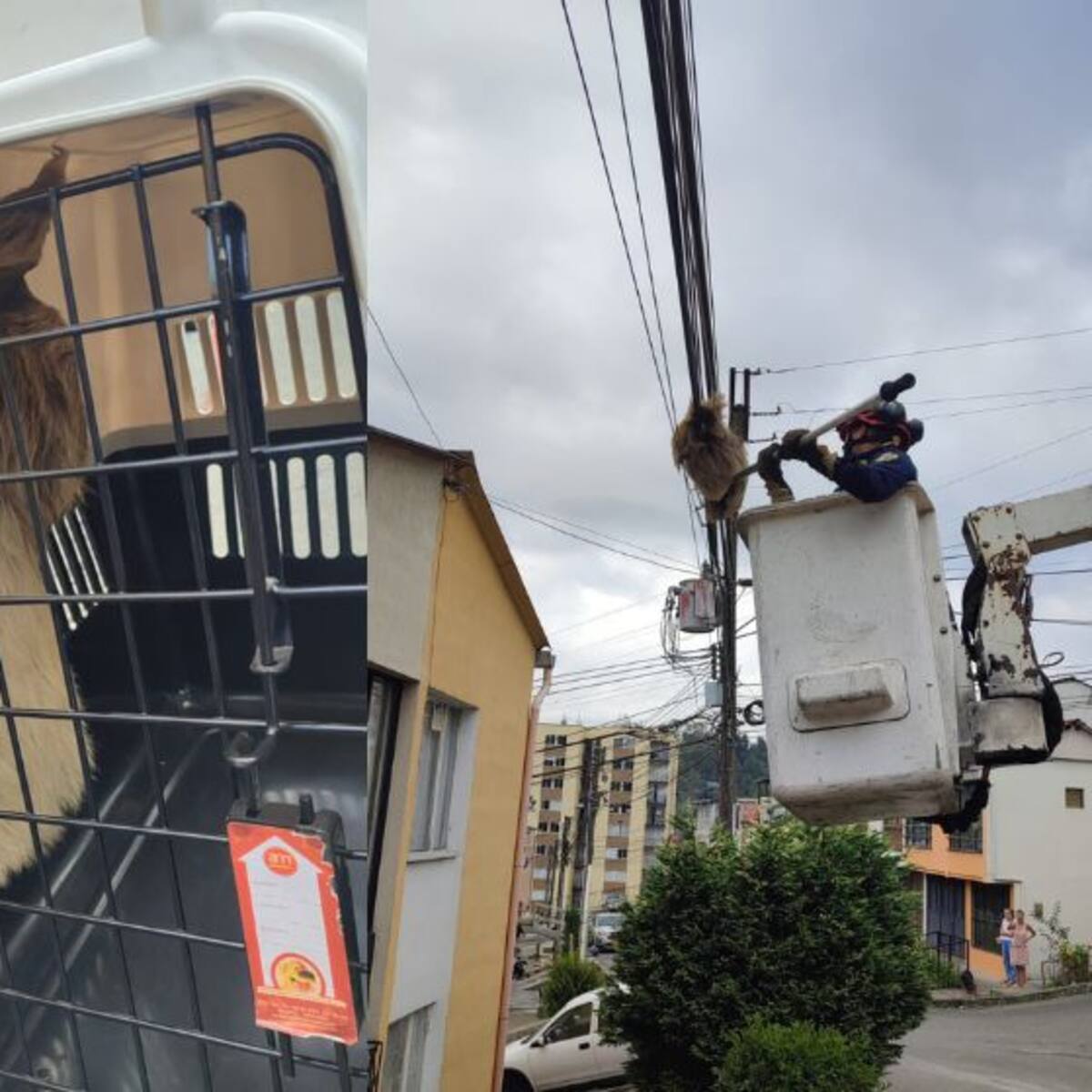Rescatan a oso perezoso de un poste de energía en Manizales