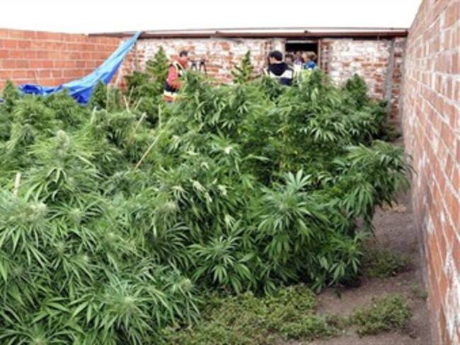 Capturan a colombiano al desmantelar el mayor punto de cultivo de marihuana en Madrid