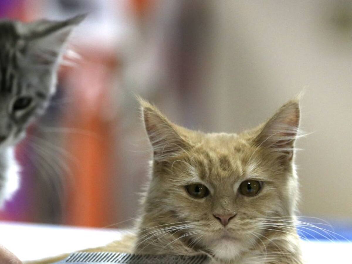 ¿Por qué se celebra el Día Internacional del gato?
