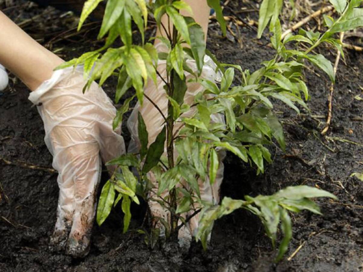 ReverdeC realiza la siembra del árbol número un millón