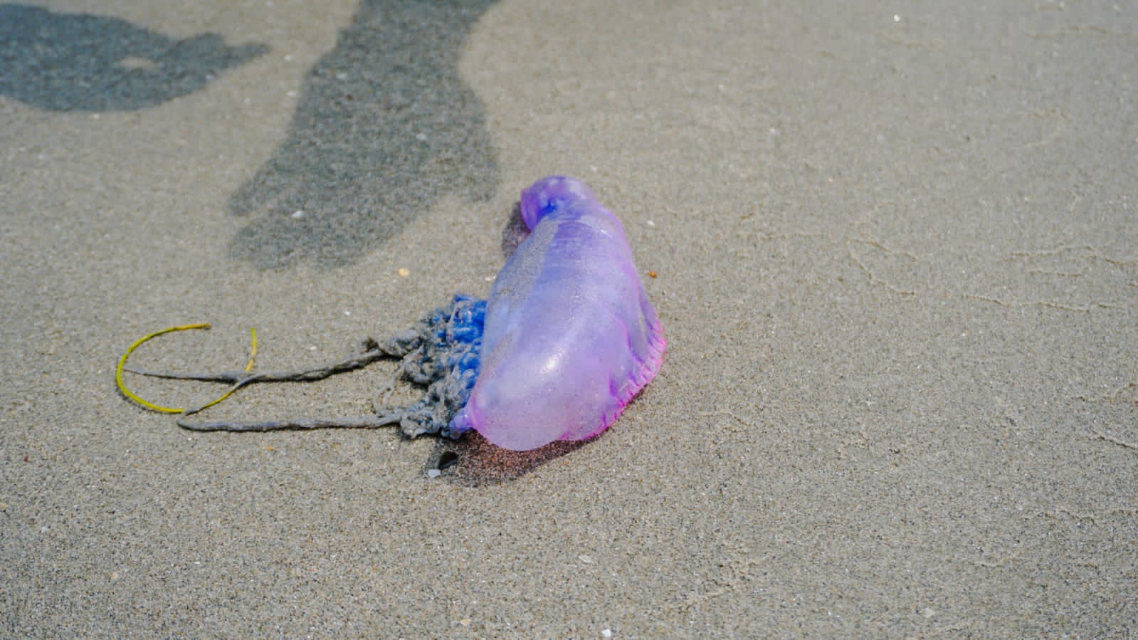 Alcaldía de Cartagena