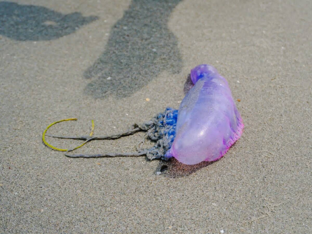 Alerta en playas de Cartagena por llegada de la Fragata Portuguesa