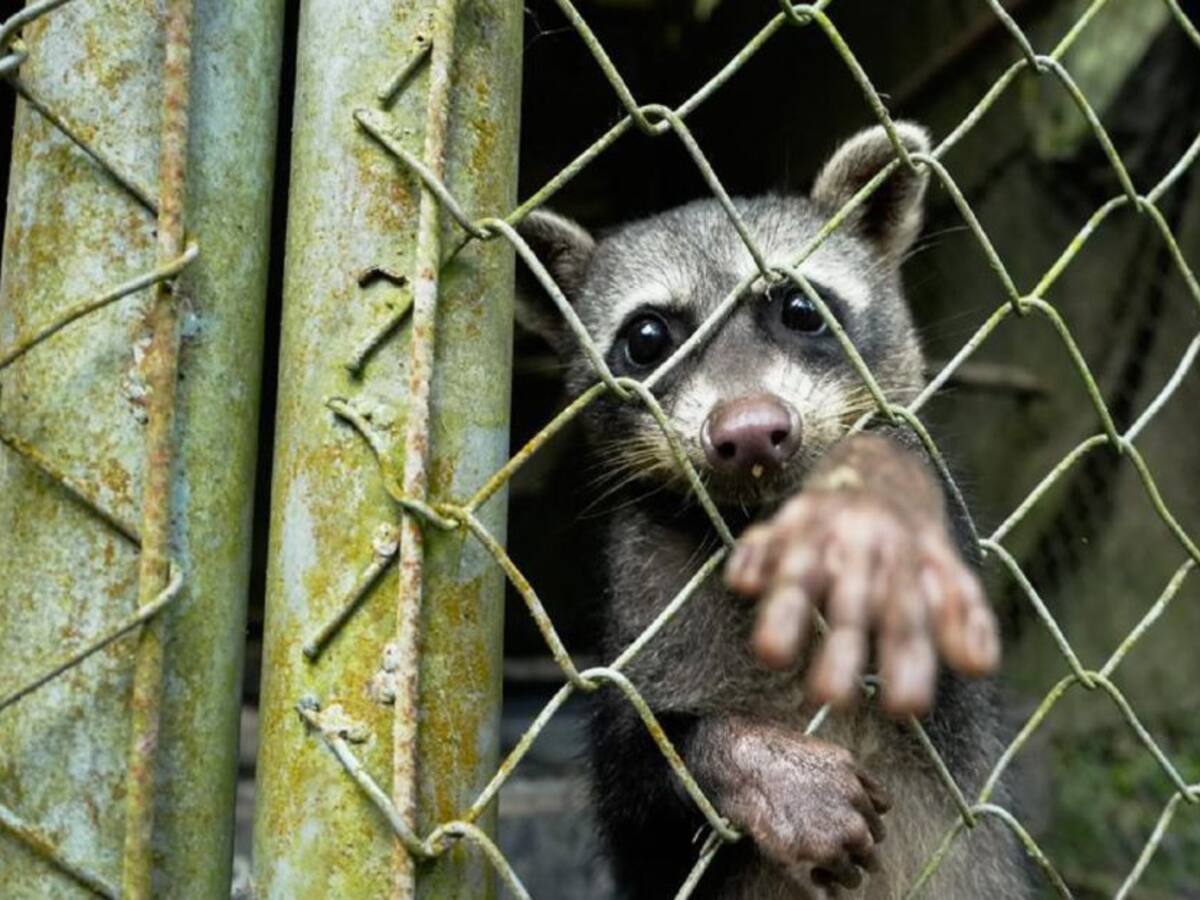 En Tolima, detectan nuevos casos de ‘Moquillo’ que afecta fauna silvestre