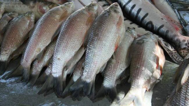Consuma más pescado