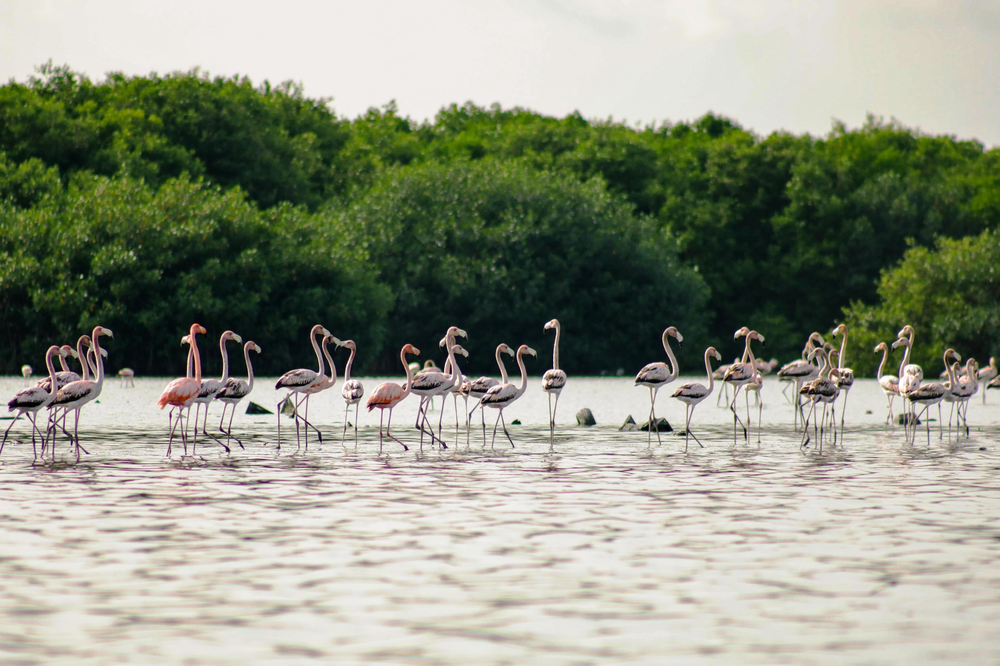 Se identificaron 75 especies de aves en la Ciénaga de la Virgen