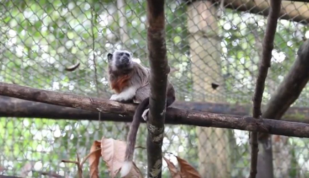 mono tití rescatado