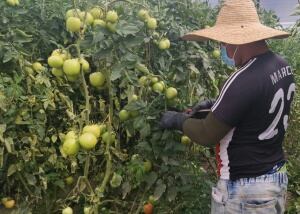 Trabajo en granja demostrativa