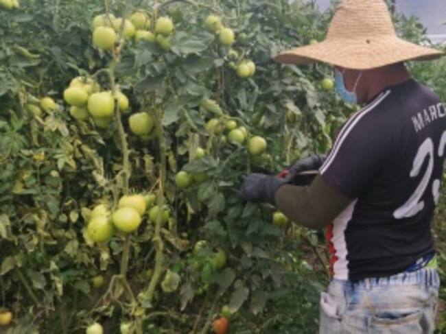 Trabajo en granja demostrativa