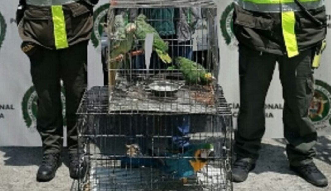 Especies recuperadas