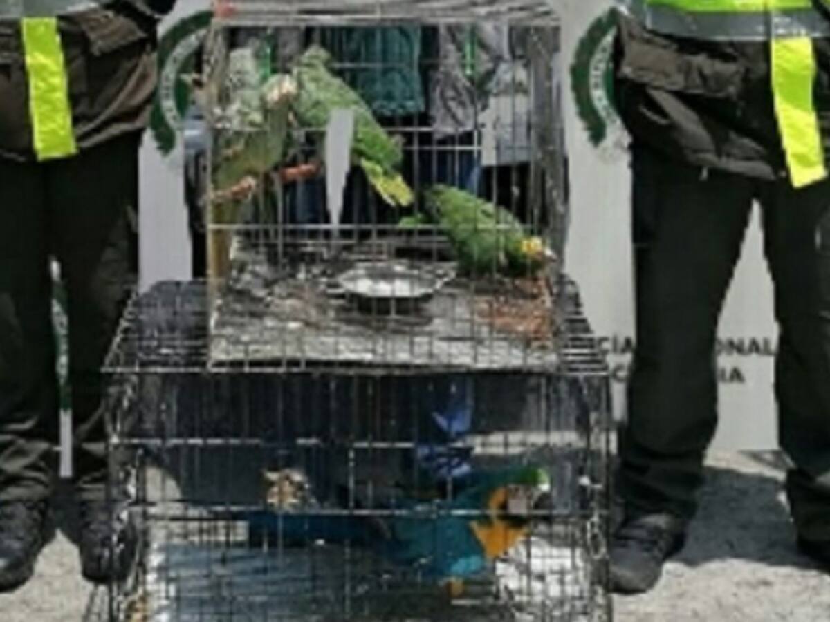 Policía Metropolitana rescata cinco especies exóticas en Manizales