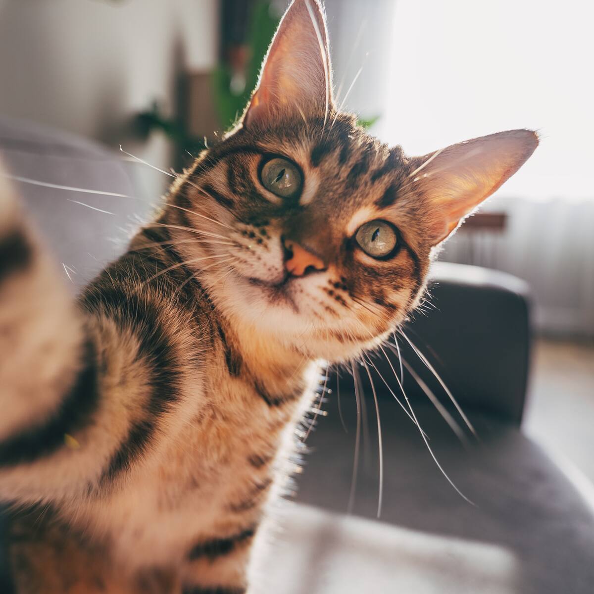 Día Internacional del Gato: Un homenaje a los amigos peludos