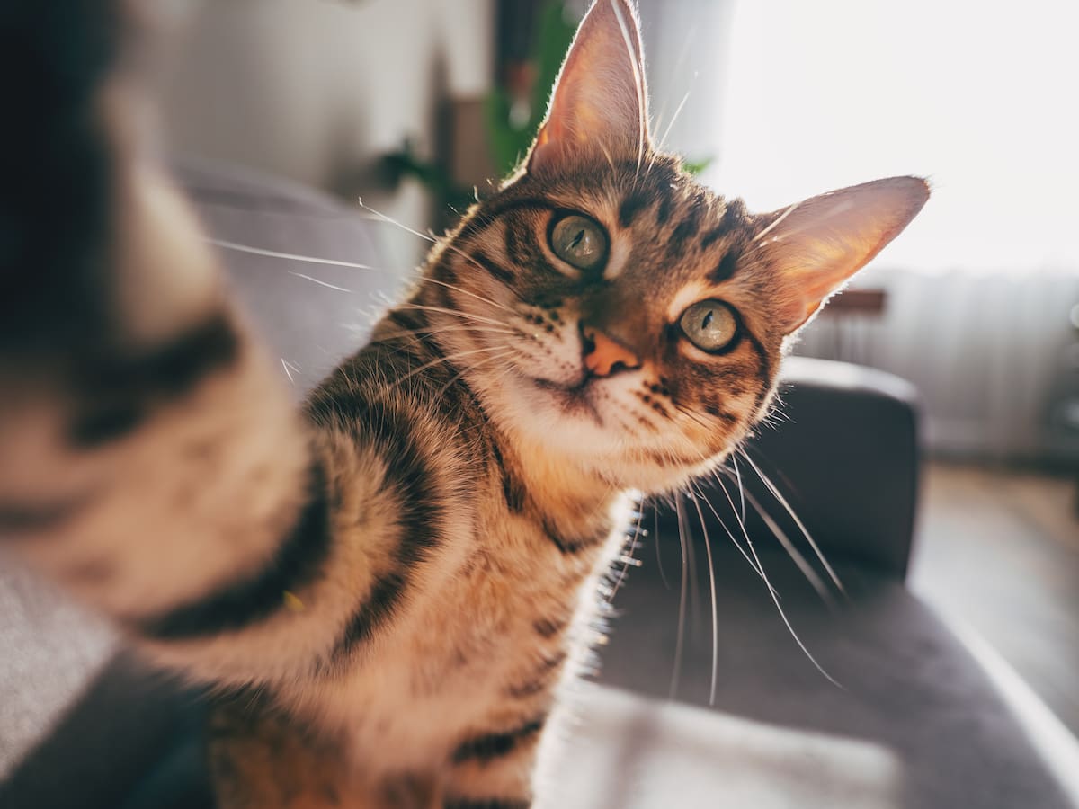 Día Internacional del Gato: Un homenaje a los amigos peludos