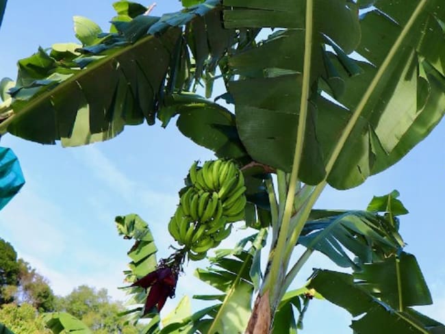 Productores de banano y plátano deben seguir atentos ante el Fusarium