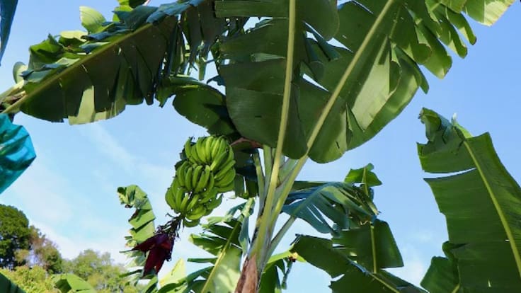 Productores de banano y plátano deben seguir atentos antes el Fusarium