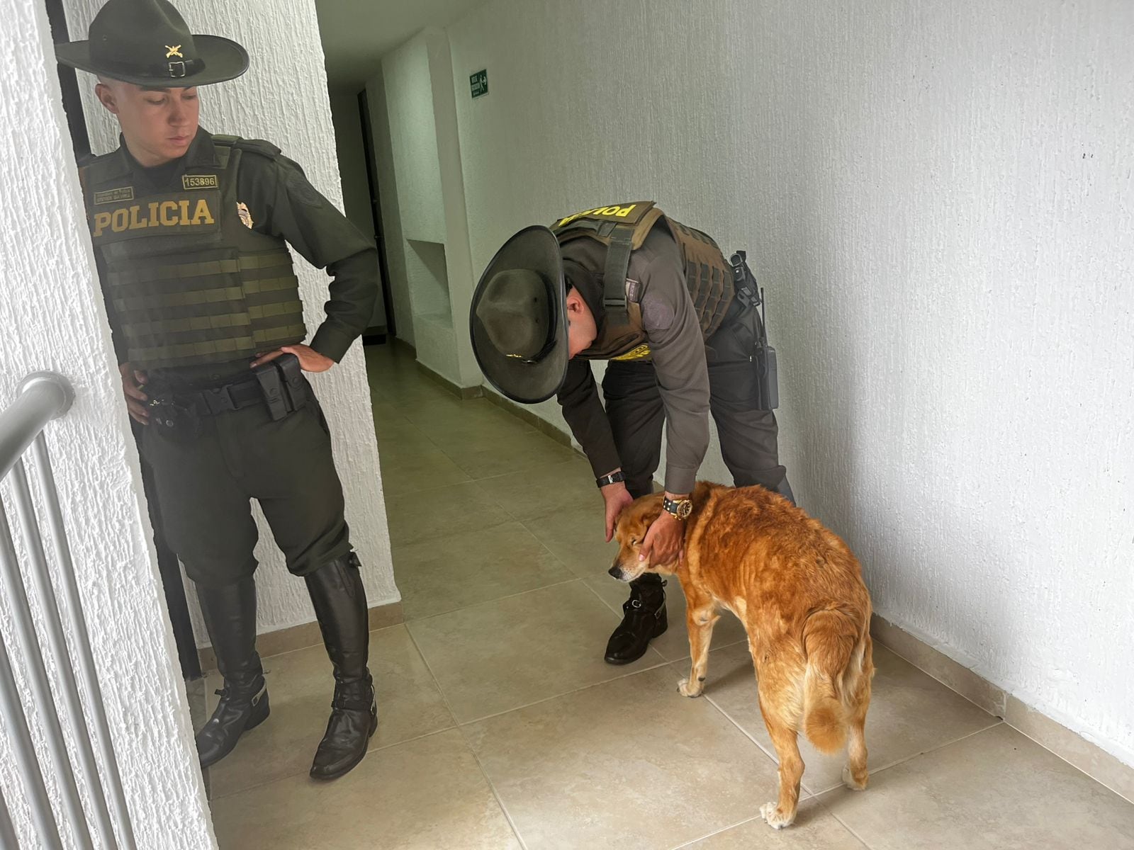 Rescate perro maltrato en Armenia Foto: Cortesía Alcaldía de Armenia
