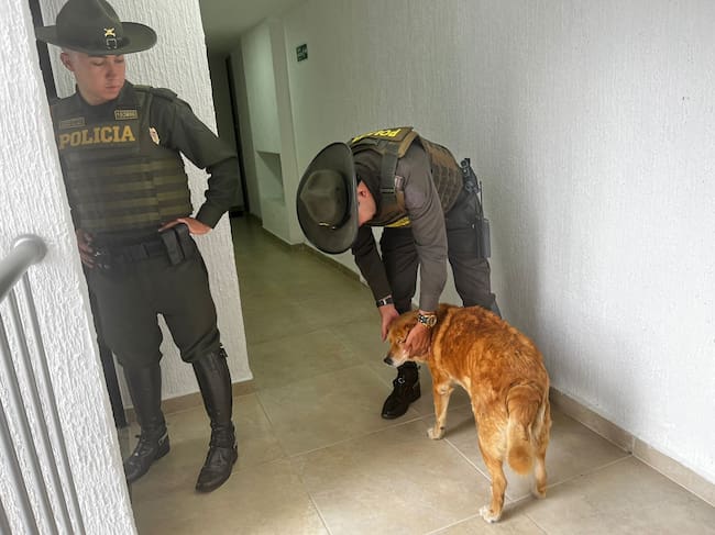 Rescate perro maltrato en Armenia Foto: Cortesía Alcaldía de Armenia