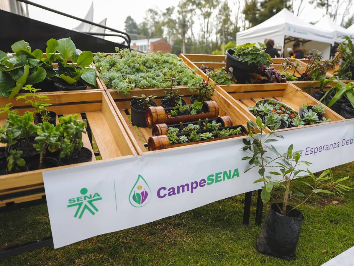 Solo se necesita leer y escribir para acceder a la educación en CampeSENA