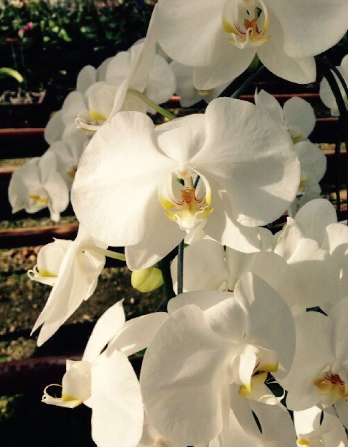 La región Andina Colombiana tiene 2542 especies de orquídeas que representan el 77% de las que están presentes en el territorio nacional.
