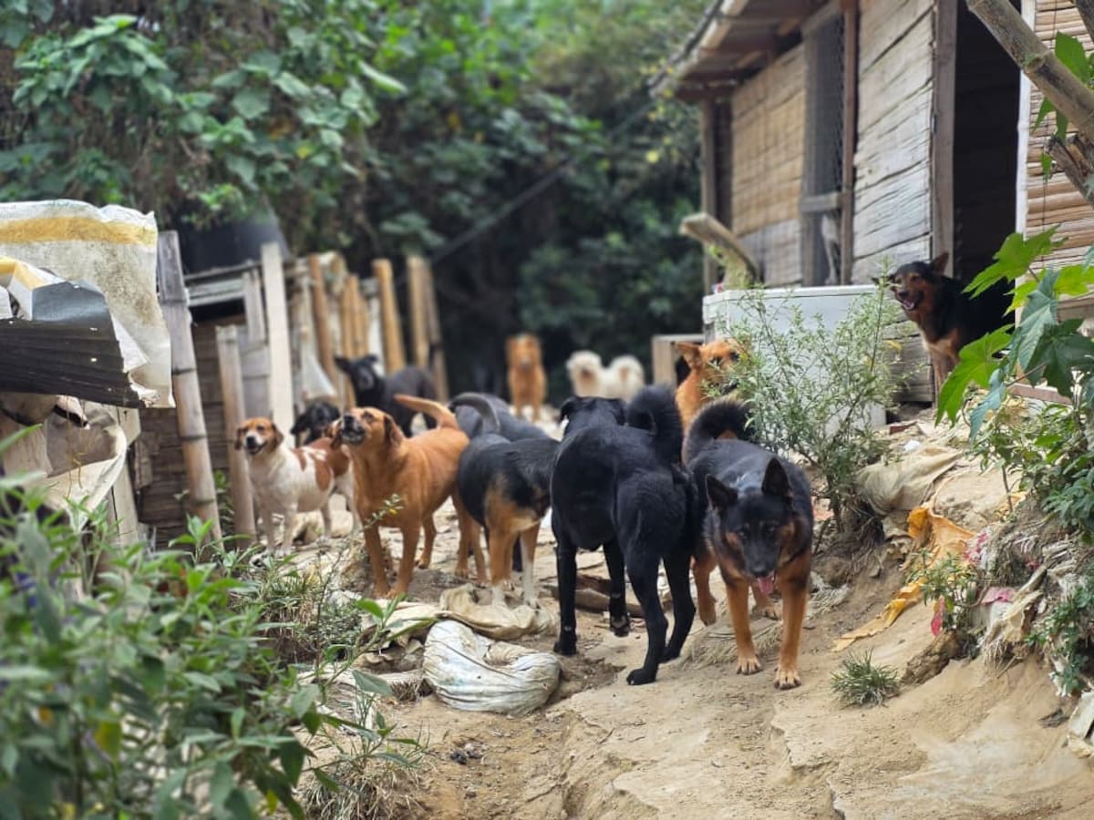Más de 700 perros y 90 gatos afectados por el terremoto en Caldas, recibieron alimentación