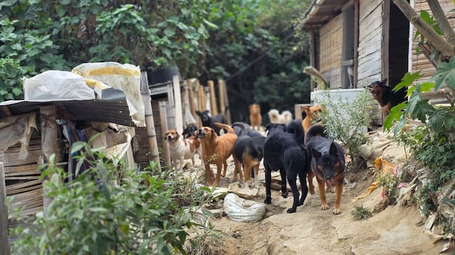 Perros beneficiados con concentrado en zona rural de Manizales y Villamaría. Foto: Policía Metropolitana de Manizales.