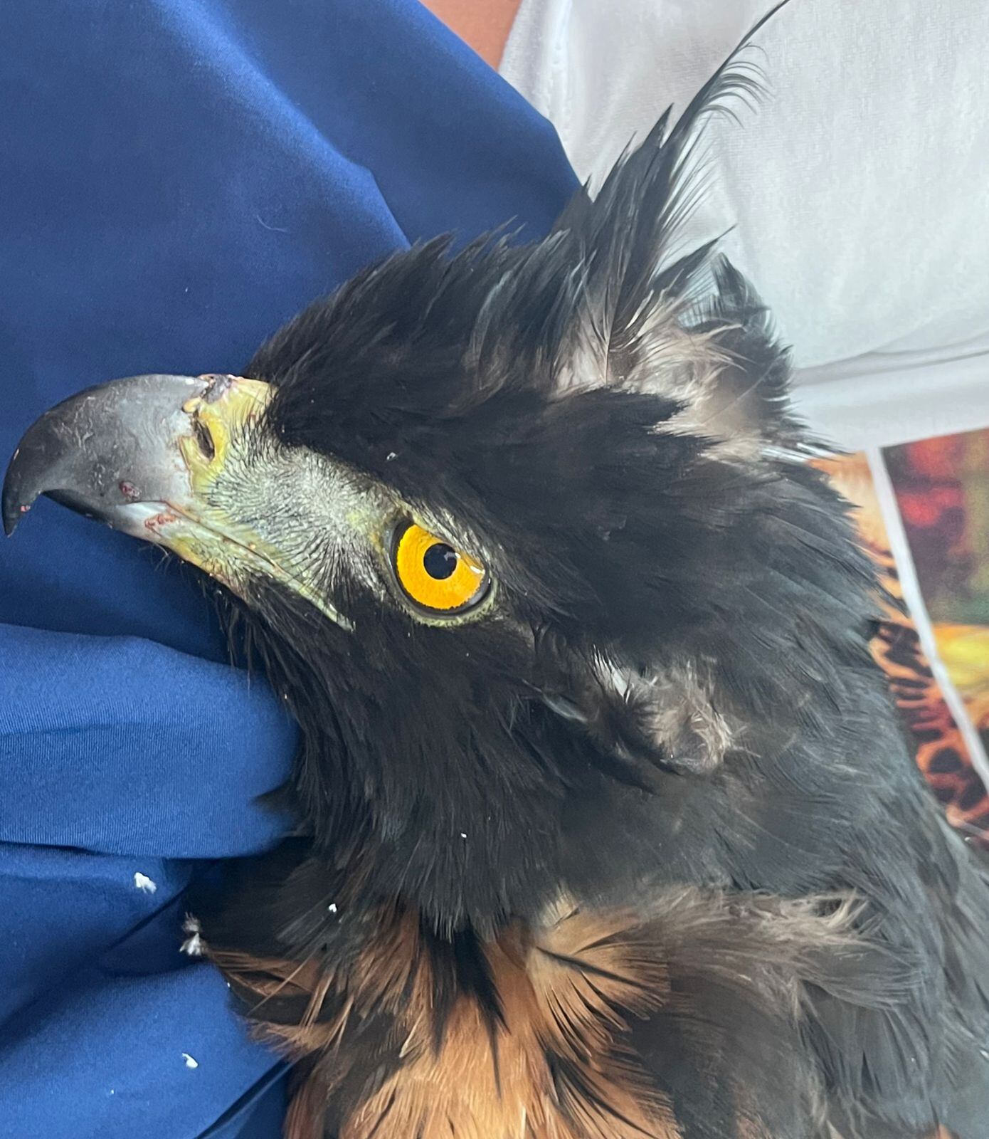 En lo que va corrido del presente año, a nivel departamental se han registrado 13 ejemplares de esta ave, gracias al trabajo articulado entre la CAM y 13 organizaciones ambientales a través de la Red de Monitoreo de Águila Real de Montaña, conformada en el 2022.