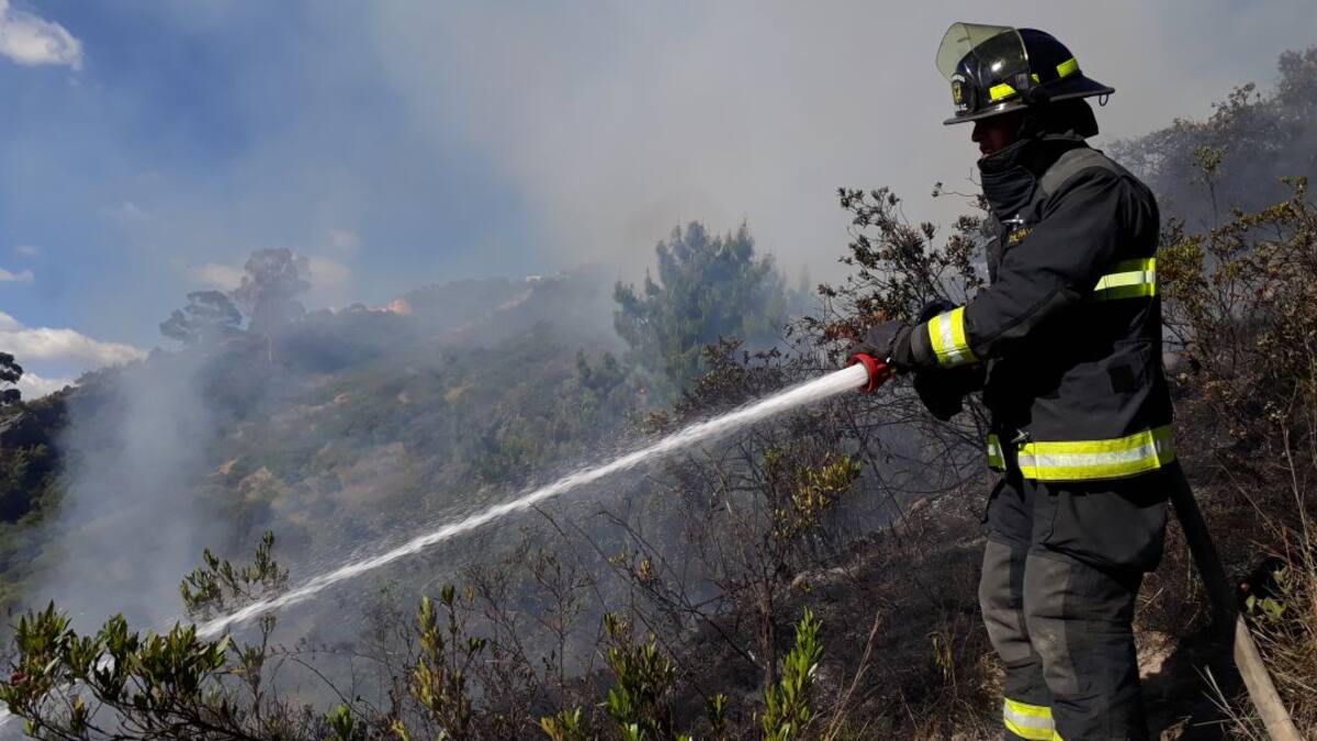Más de 2.000 hectáreas de páramo y 3.000 frailejones destruidos en Boyacá