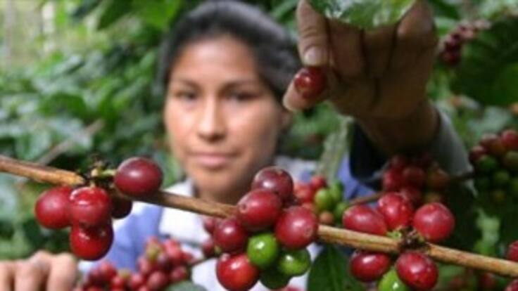 El 'Fenómeno del Niño' amenaza la producción cafetera del 2010
