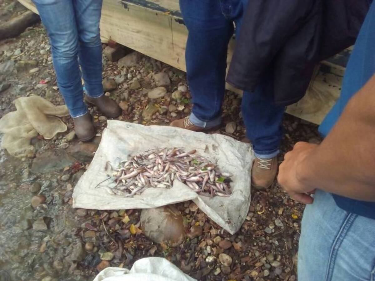 Isagén investiga mortandad de peces en Río Sogamoso