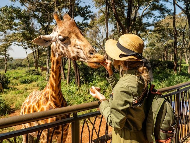 Close up head shot of a kordofan giraffe (giraffa camelopardalis antiquorum) being female hand fed by a woman tourist