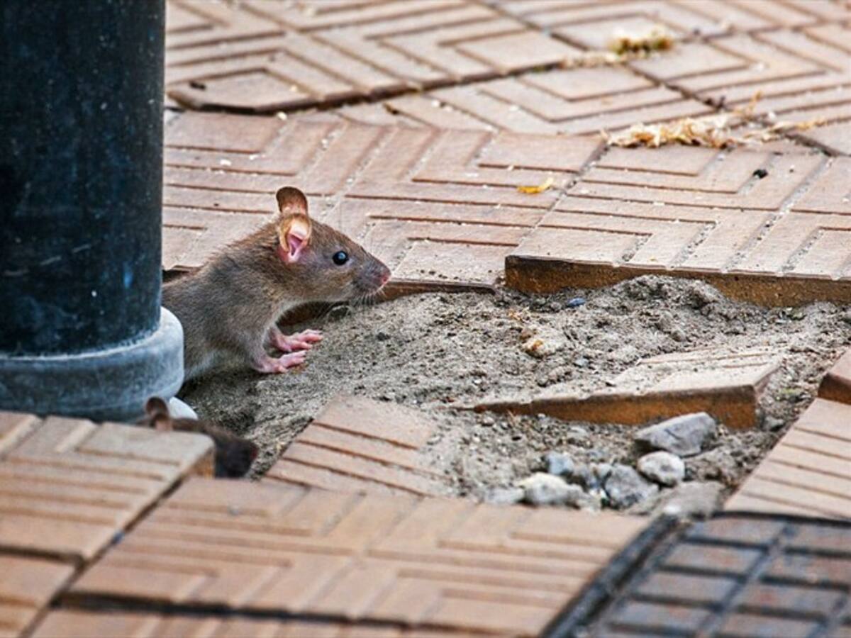 Denuncian falta de prevención por Secretaría de Salud en muerte de joven por leptospirosis