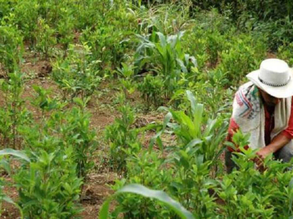 Masacre de Tumaco prendió alarmas entre cocaleros del Valle