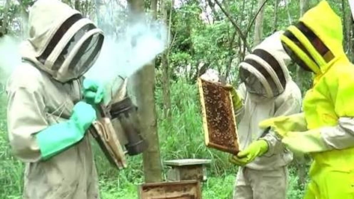 Incendios y agroquímicos golpean a los apicultores del Huila y advierten sobre miel adulterada