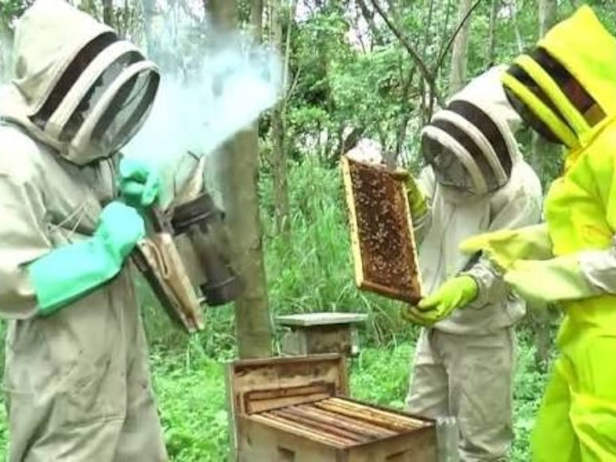 Incendios y agroquímicos golpean a los apicultores del Huila y advierten sobre miel adulterada