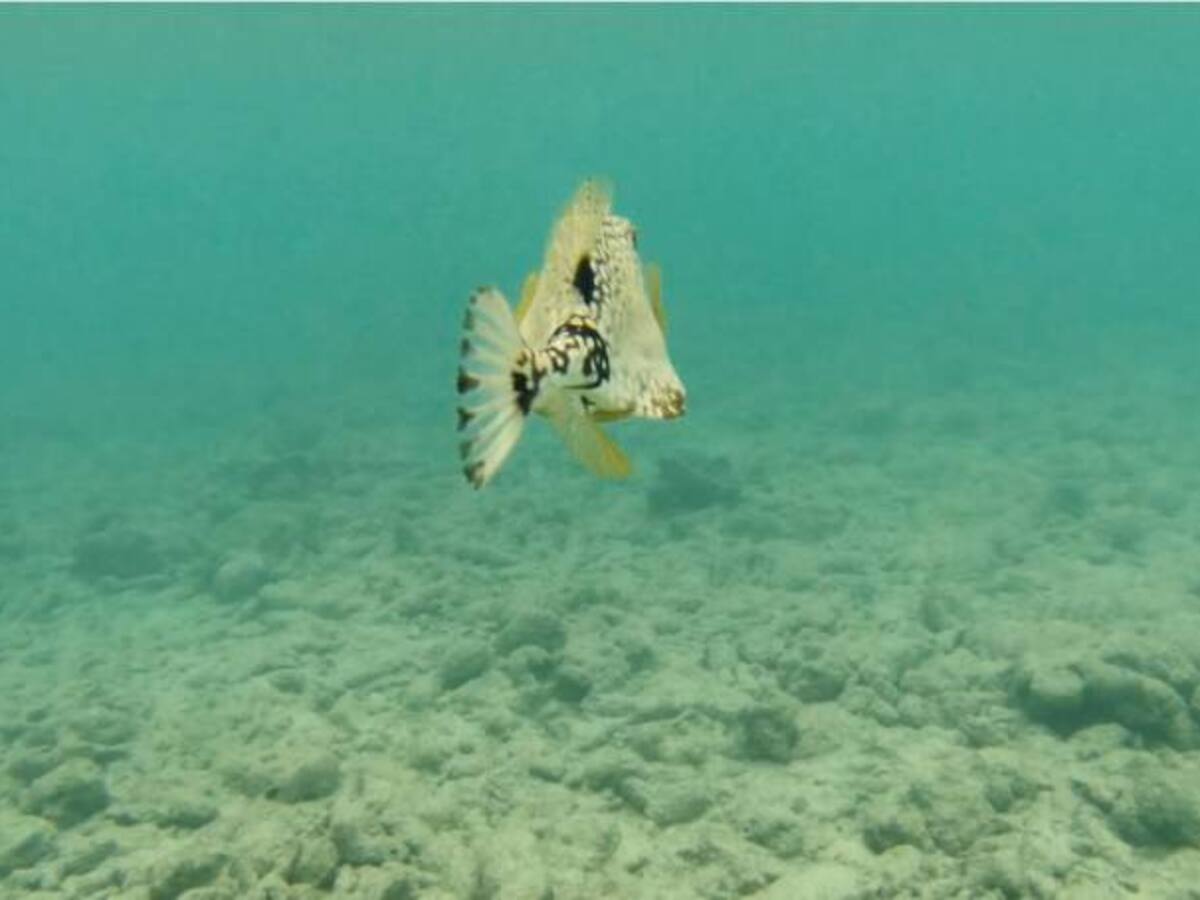 Careteo en Curaçao: descubra un paraíso debajo del océano