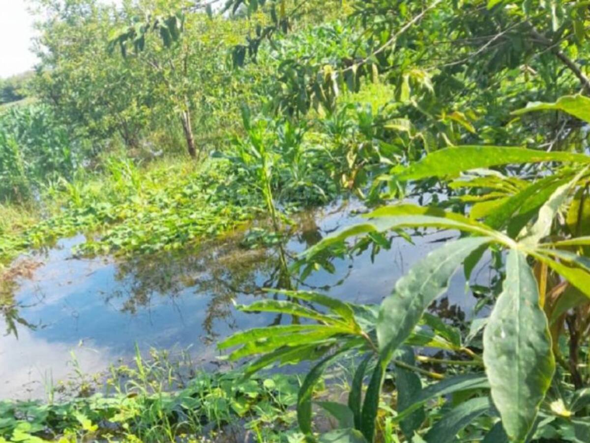 Familias en el sur del Atlántico han dejado de cultivar por inundaciones