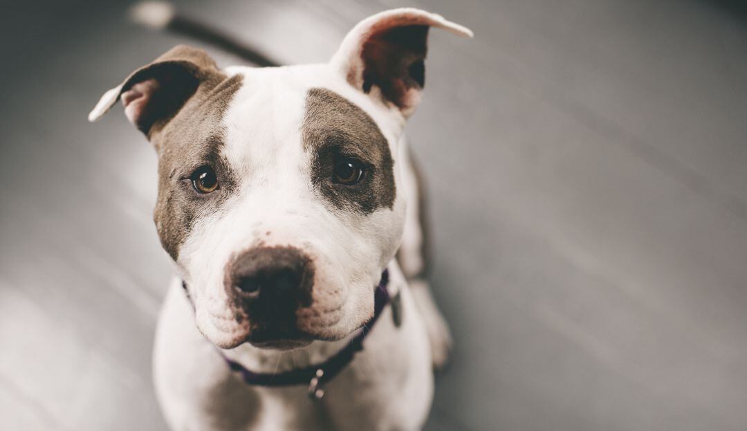 Imagen de referencia