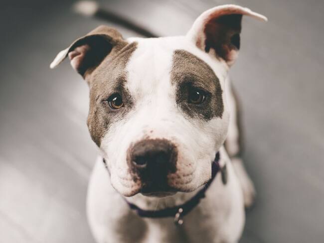 Imagen de referencia