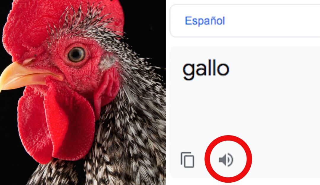Curiosa pronunciación de la palabra 'gallo' en Google Translate genera risas