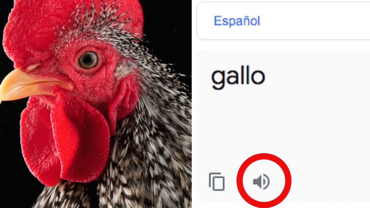 Curiosa pronunciación de la palabra 'gallo' en Google Translate genera risas