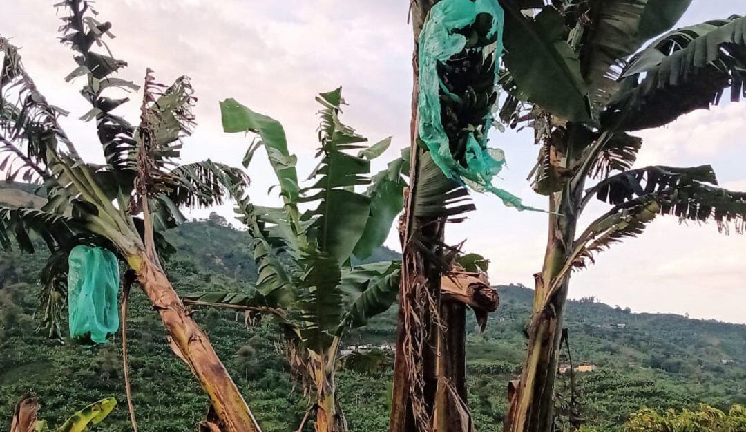 Cultivos de plátano