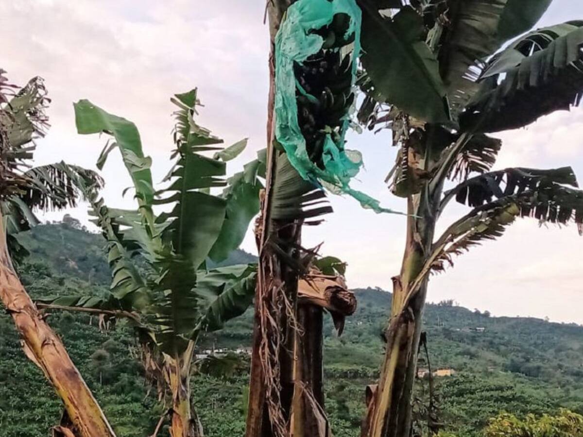 Harina de plátano, otra opción para los campesinos del oriente caldense