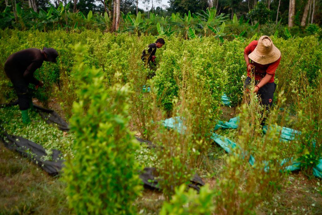 Erradicación de cultivos / (Photo by Luis ROBAYO / AFP) (Photo by LUIS ROBAYO/AFP via Getty Images)