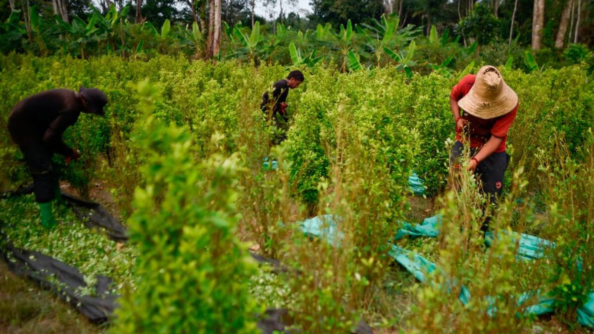 ¿Aumentó la siembra de coca en Nariño? Provincia Eclesiástica pide acciones
