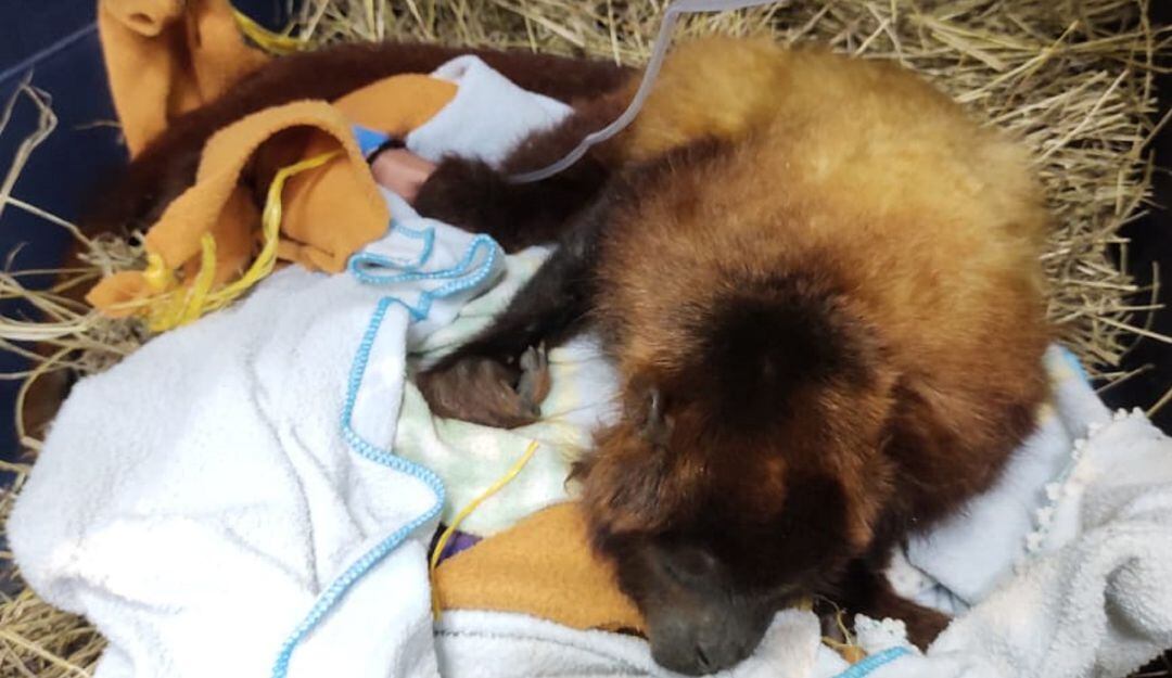 Al anima lo llevaron al hospita sur