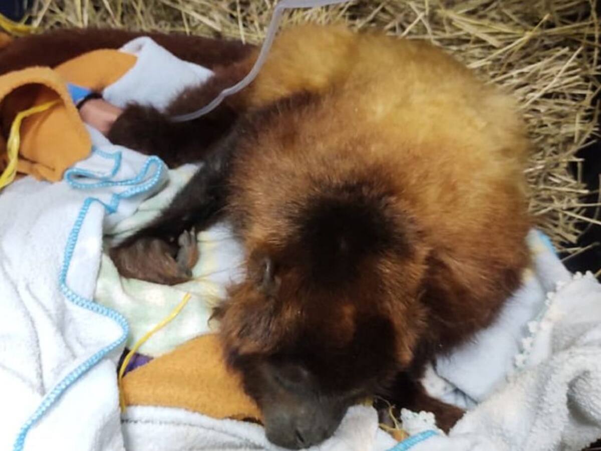 En el Tolima investigan el maltrato animal contra un mono al que balearon