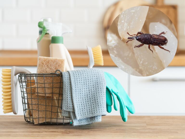 Eliminar gorgojos en su hogar -  Getty Images